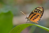 Tropical colorful butterfly closeup picture.