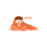 Walrus Vector Illustration