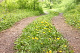 Summer road in forest with green grass and yellow flowers