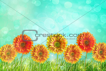 Colorful gerbers flowers 
