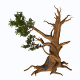 Bristlecone Pine Tree