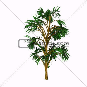 Cordaites borrasifolius Tree