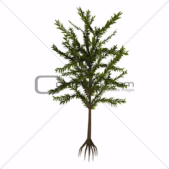 Dicroidium sp Tree