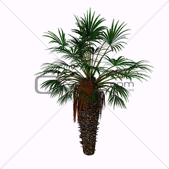 Dwarf Fan Palm Tree