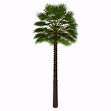 Mediterranean Fan Palm Tree