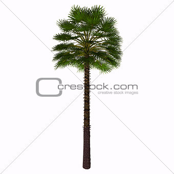 Mediterranean Fan Palm Tree