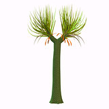 Sigillaria Tree