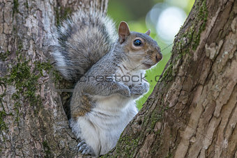 Gray Squirrel Resting in a Tree