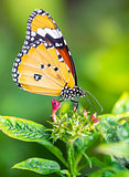Tiger butterfly on a flower