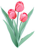 Three red tulips. Tulip flower