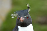 Rockhopper Penguin in Falkland Island