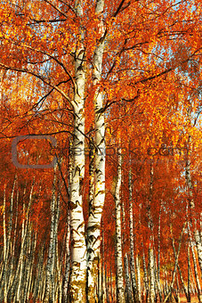 Forest birch. Autumn gold