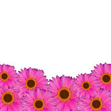 Gerbera Flower Natural Background Vector Illustration