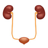 Urinary system anatomy vector illustration