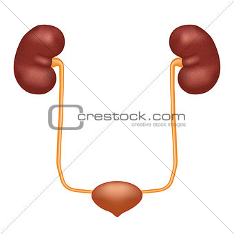 Urinary system anatomy vector illustration