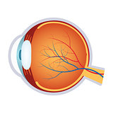 Illustration of a human eye anatomy.