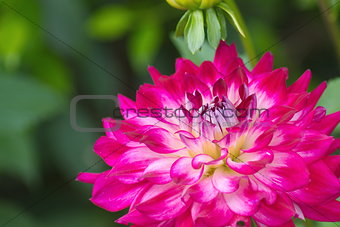 Pink Dahlia flower on blurred background