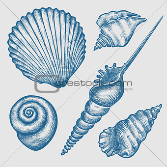 set of various seashells