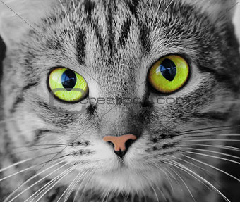 Cat's portrait with yellow eyes 