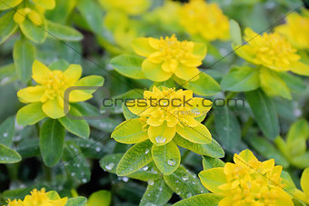 Yellow flower in summer