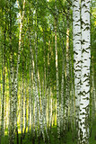 forest birch
