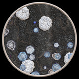 Bacteria under microscope - 3d illustration