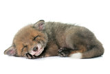 sleeping red fox cub