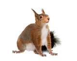  Eurasian red squirrel