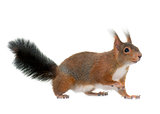  Eurasian red squirrel