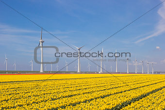 Field of yellow tulips and turbines