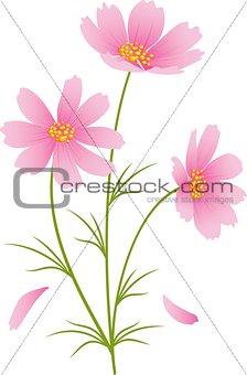 Kosmeya flowers