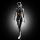 3D render of female medical figure with biliary highlighted
