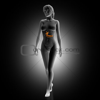 3D render of female medical figure with biliary highlighted
