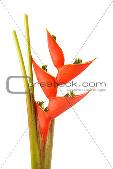 Heliconia flower