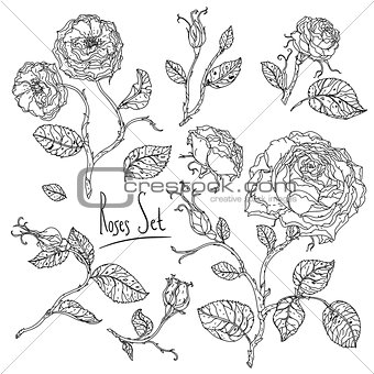 hand drawn wild roses set