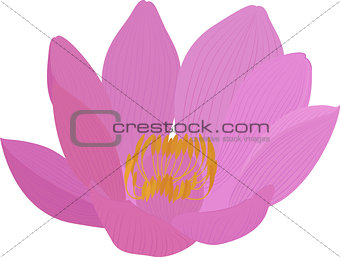 Vector lotus pink flower icon