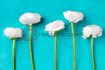 White ranunculus flowers Blue background Top view