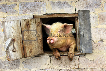 pig looks out from window of shed