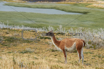 Guanaco in Torres del Paine National Park