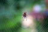 Spider on the web over green background