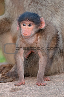 Baby chacma baboon