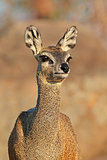 Klipspringer antelope portrait