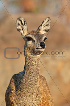 Klipspringer antelope portrait