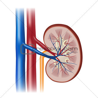 Normal human kidney.