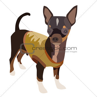Chihuahua Dog 1