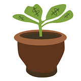 Dollar plant