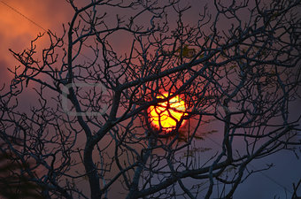 Haunting sunset behind a leafless tree