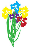 Vector Iris Flower