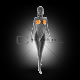 3D female medical image with breasts highlighted