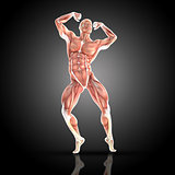 3D render of a medical figure with muscle map in bodybuilding po